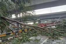 Pohon Tumbang di Bekasi...