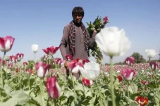 Taliban Larang Warga...