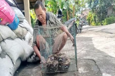 Warga Playen Tangkap...