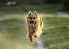 Musim Kawin Anjing,...