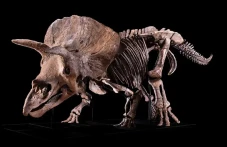Triceratops Terbesar...