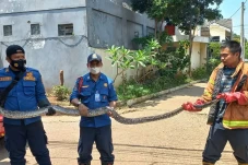 Damkar Bekasi Evakuasi...