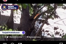 Pohon Besar di Ciracas...