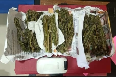 Sembunyi Ganja 70 Gram...