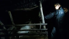 Masak Makanan Ternak,...
