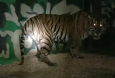 Harimau Sumatera Pemangsa...