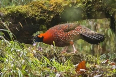 Setelah 90 Tahun, Burung...