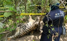 3 Harimau Sumatera Ditemukan...