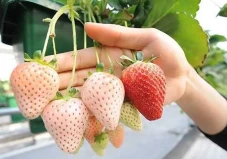 5 Buah Hasil Persilangan...