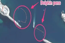 Rusia Dilaporkan Latih...