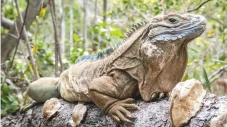 Kurang Menarik, Reptil...