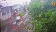 Viral Gembong Jambret...