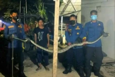 Masuk Rumah, Sanca 2...