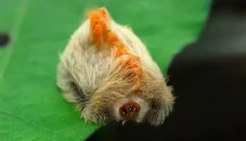 Ulat Kucing, Terlihat...
