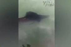 Lumajang Gempar! Ikan...