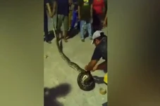 2 Ekor Ular Sanca Sepanjang...
