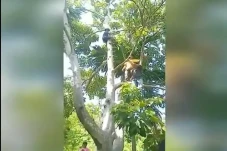 Ngeri! Pria Aceh Ini...