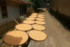 Hasil Panen Petani di...
