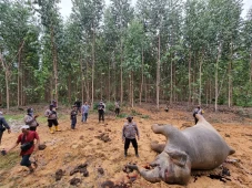Gajah Hamil Mati Berlumuran...