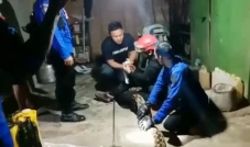 Geger! Ular Sanca 5...