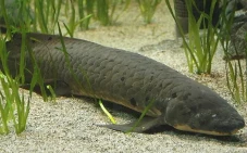 Inilah Ikan yang Bisa...