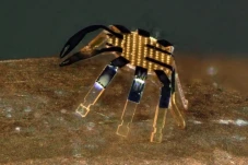Robot Kepiting Berukuran...