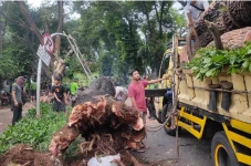 Pohon Besar Tumbang...