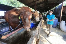 Idul Adha Sebulan Lagi,...