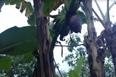 Langka! Buah Pisang...