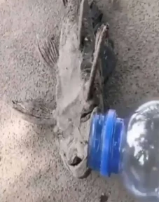 Video Mumi Ikan Purba...