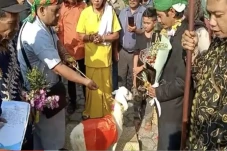 Geger Pria Gresik Nikah...