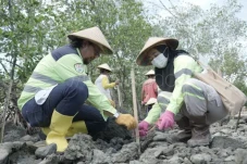 Penanaman Mangrove-Podcast...