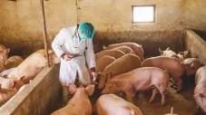 Flu Babi Afrika Terdeteksi...