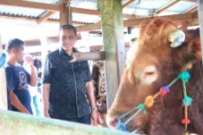 Sapi 1,1 Ton Curi Perhatian...