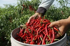 Kementan Prediksi Harga...