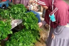 Harga Cabai Melonjak...