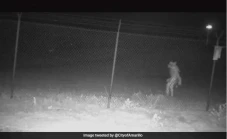 Viral, Mahluk Misterius...