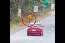 Horor, Macan Tutul Serang...