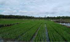 Sawah Dihantam Banjir...