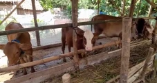 7 Sapi di Blora Sembuh...