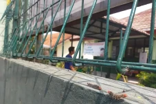 Merinding! Ribuan Ulat...