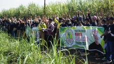 Petani Tebu di Pulau...