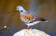 Merpati Kura-Kura yang...