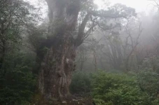 10 Pohon Tertua di Dunia,...