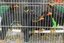 Jual 6 Burung Beo Nias...