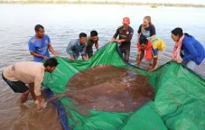 Ukuran Ikan Air Tawar...