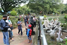 Pengelola Ragunan Sebut...