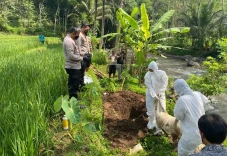 50 Bangkai Kambing Dibuang...