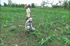 Diserang Hama, Kementan...