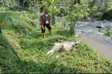 97 Bangkai Kambing Positif...